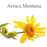 Arnica Montana