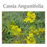 Cassia Angustifolia Source of Botanical Hyaluronic Acid