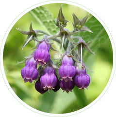 Comfrey Leaf Extract in Skin Care