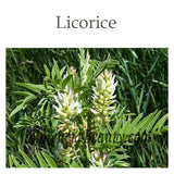 Glycyrrhiza Glabra (Licorice) Leaf Extract