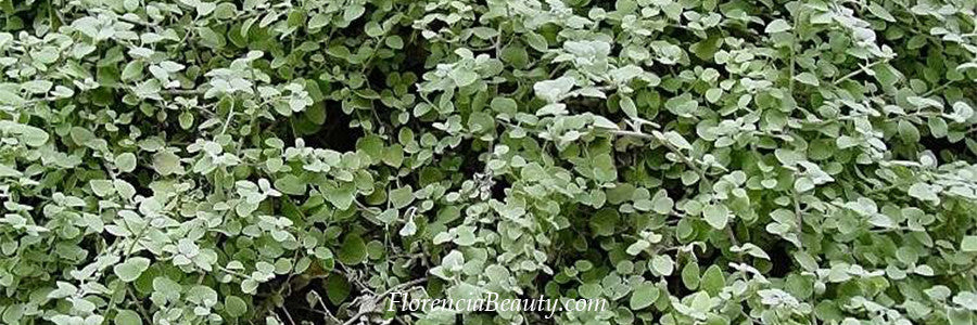 Licorice (Glycyrrhiza Glabra) Leaf Extract