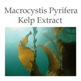  Macrocystis Pyrifera (Kelp) Extract 