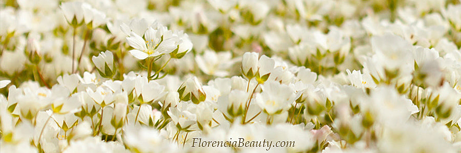 Meadowfoam Flowers Oil Benefits in Skincare