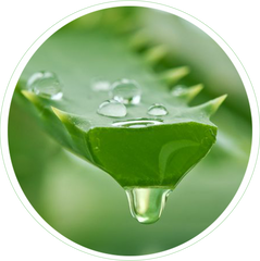 Aloe Barbadensis Leaf Juice
