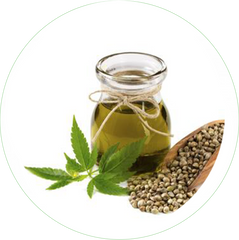 Cannabis Sativa Seed Oil has outstanding moisturizing, anti-inflammatory, anti-aging, balancing & replenishing properties. 