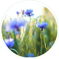 Cornflower Flower Extract in Skin Care