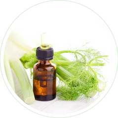 Fennel Fruit Extract 