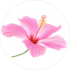 Hibiscus Sabdariffa Flower Extract 