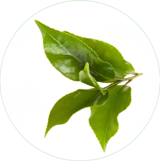 Japanese Green Tea (Camellia Oleifera) Extract  in Skin Care
