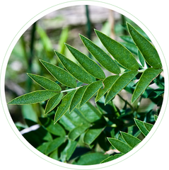  Glycyrrhiza Glabra (Licorice) Leaf Extract