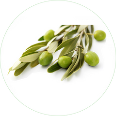 Olea Europaea (Olive) Leaf Extract 