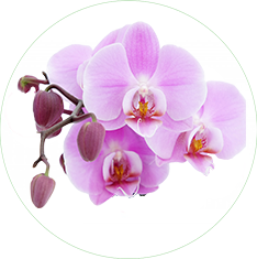 Orchid Flower Extract