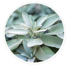 Sage Extract in Skincare