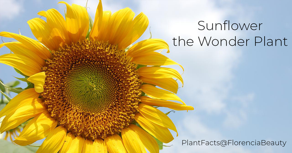 Sunflower - the Wonder Plant