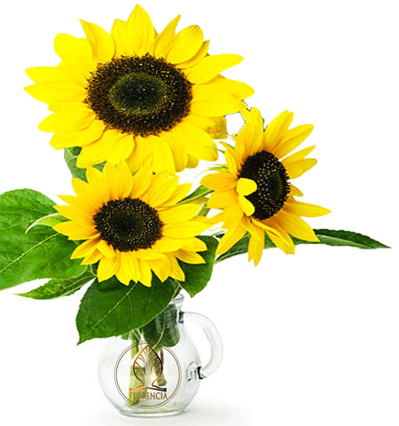 Vase with Sunflowers. Benefits of Sunflower Seed Oil in skincare Florencia beauty